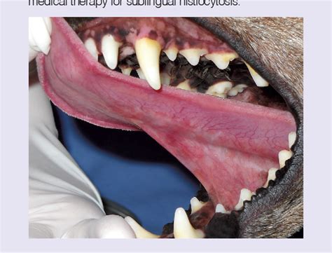 Figure 1 From Sublingual Reactive Histiocytosis In A Dog Semantic Scholar