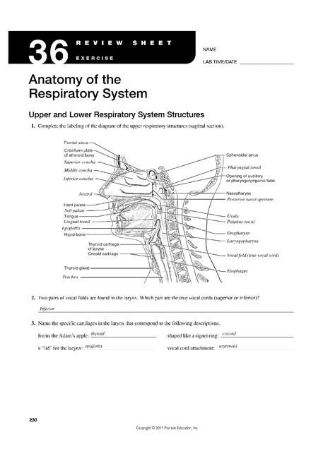 SOLUTION Exercise 36 Anatomy Of The Respiratory System Studypool
