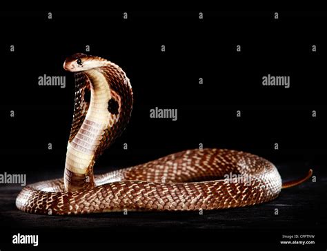 Snake Hood Hi Res Stock Photography And Images Alamy