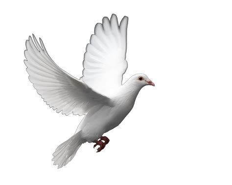 Fantail Pigeon Columbidae Bird Release Dove Clip Art Dove Png Photo
