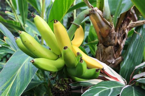 Picture of banana tree with fruit. How To Grow Banana Trees In Your Off The Grid Garden - Off ...