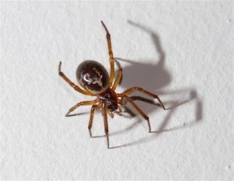 How To Get Rid Of Spiders In The House Treat Spider Bites And What To