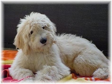 Visit our site 😘 stud services available dm 👇🏻 utahgoldendoodles.co. Goldendoodle Dog Breed Pictures, 5