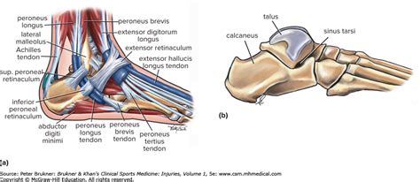 Sinus Tarsi Anatomy Anatomy Drawing Diagram