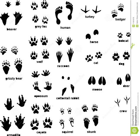 Dierlijke voetafdrukken silhouetten iconen | gratis download. Tierspuren vektor abbildung. Illustration von tierspuren - 11451079