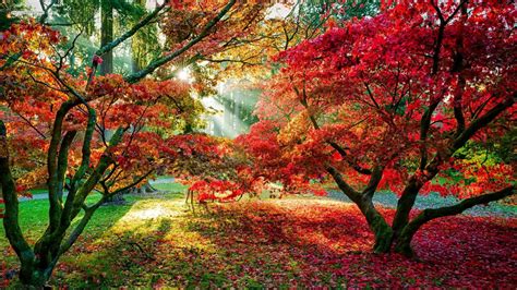 Wallpaper Sunlight Trees Forest Fall Branch Sun Rays Path Red