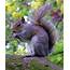 The Ultimate Ethical Meal Grey Squirrel  Wesleying
