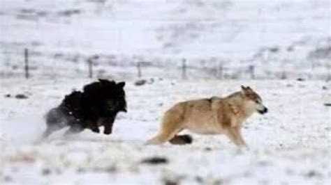 سگ های وحشیگرگ در مقابل سگماستیف تبتی در برابر گرگ