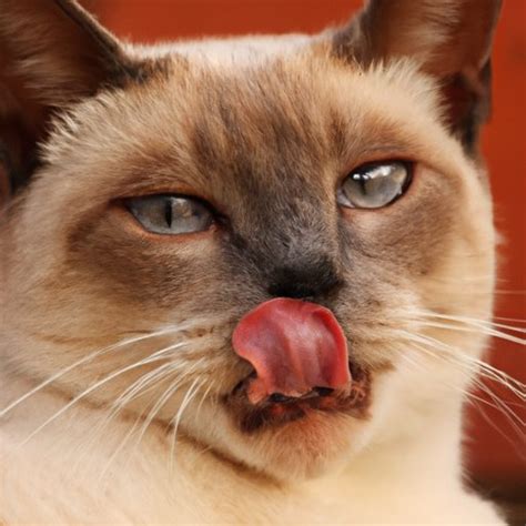 Understanding Why Your Cat Keeps Licking Her Lips Cat Nip Craze
