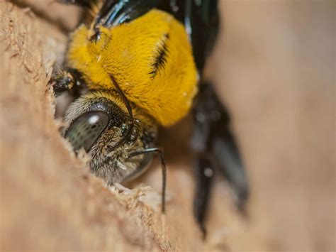 How To Get Rid Of Carpenter Bees Diy Solutions 2022