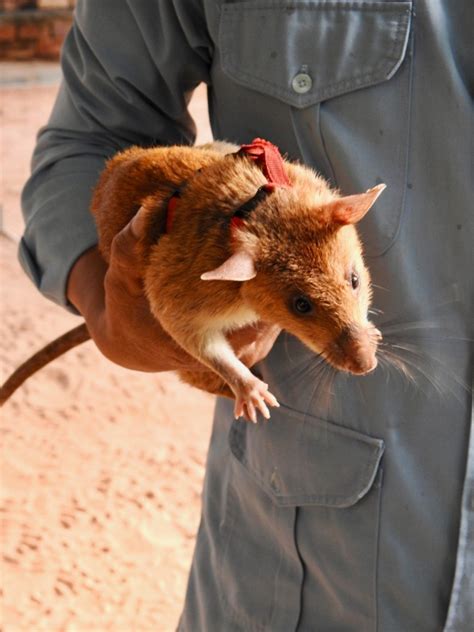 African Giant Pouched Rat Similar But Different In The Animal Kingdom