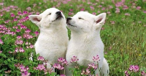 White Wolf Pups Cute Animals Pinterest Wolf Pup Pup