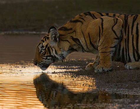 Award Winning Wildlife Photos From The National Wildlife Federations