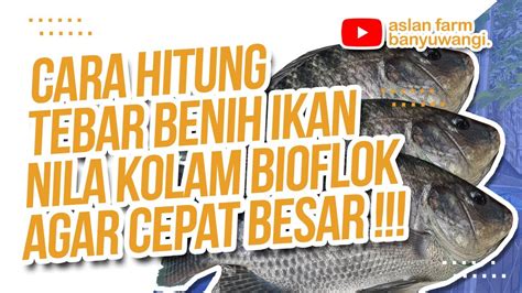 Cara Menghitung Jumlah Tebar Benih Ikan Nila Yang Ideal Agar Cepat Besar Di Kolam Bioflok Youtube