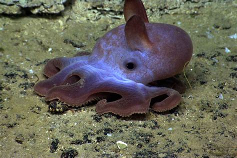 10 Adorable Facts About Dumbo Octopus Factopolis