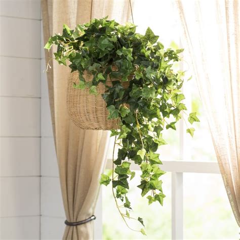 Depending on where you're hanging up your plant, you'll want to pick one that will thrive in the light that spot receives—whether it's bright, medium, or low light, satch says. August Grove® Mini Hanging Bush Ivy Plant & Reviews ...