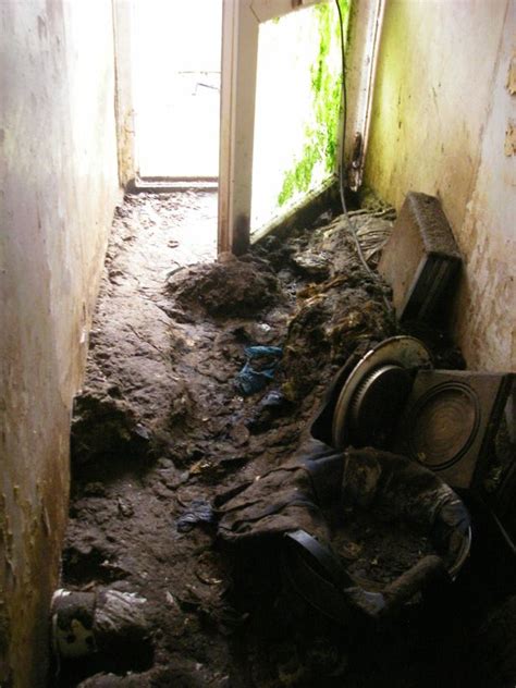 Inside Horror House Waist High In Faeces As Dozens Of Cats And Ferret