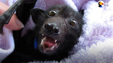 We did not find results for: Baby Bat Shows Off His Tiny Teeth - YouTube