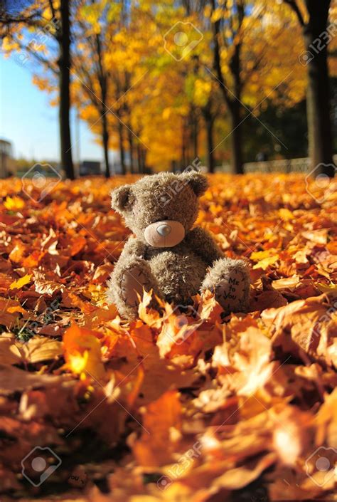 Small Gray Bear Among Maple Autumn Leaves Teddy Bear Pictures Teddy