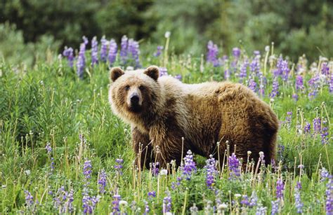Standing Grizzly Bear Northern British Columbia Canada Superstock