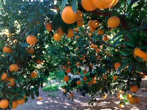 Mecanismo de anticitera by naranja. México, entre los mejores cinco productores de naranja en ...