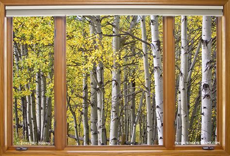 Autumn Aspen Forest Classic Wood Window View Window Frame Art