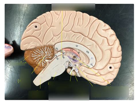 Sagittal Slice Of Brain Diagram Quizlet