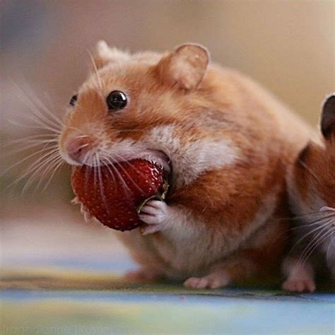 How About Some Hungry Hungry Hamsters Cutesypooh Funny Hamsters