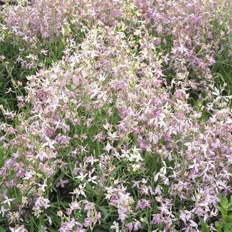 Night Scented Stock Seeds Daybright Mixed Dobies