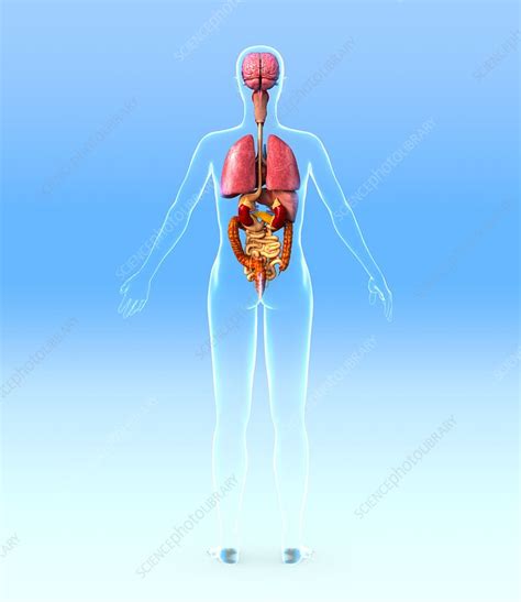 Female Lower Back Anatomy Internal Organs Anatomy Of Female Body With