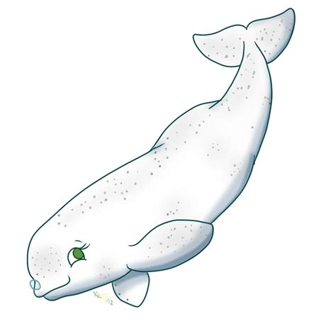 Clipart Whale Baby Beluga Clipart Whale Baby Beluga