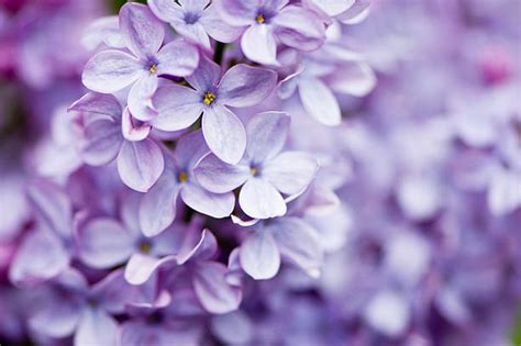 Purple Spring Flowers