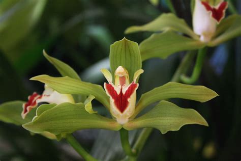 Orquídea Cymbidium Como Cuidar Conheça Os Cuidados Tc