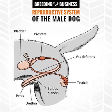 Male Female Dog Reproductive Systems — Organs And Hormones Vlrengbr