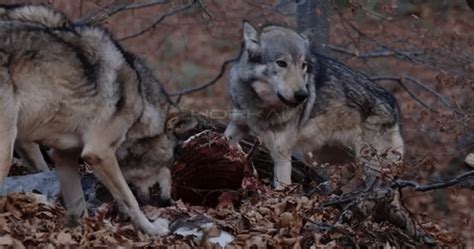 Closer Shot Of A Wolf Pack Feasting And Snarling On Carcass Horkai