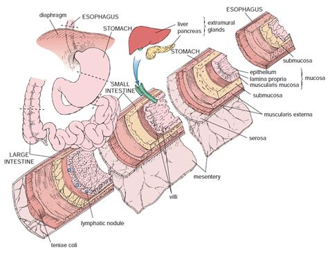 Histology Of The Esophagus And Stomach
