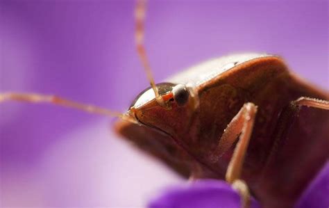 How To Keep Bed Bugs Out Of Your Charlotte Home