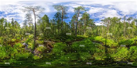 360° View Of Stream Flows Through A Thick Green Forest