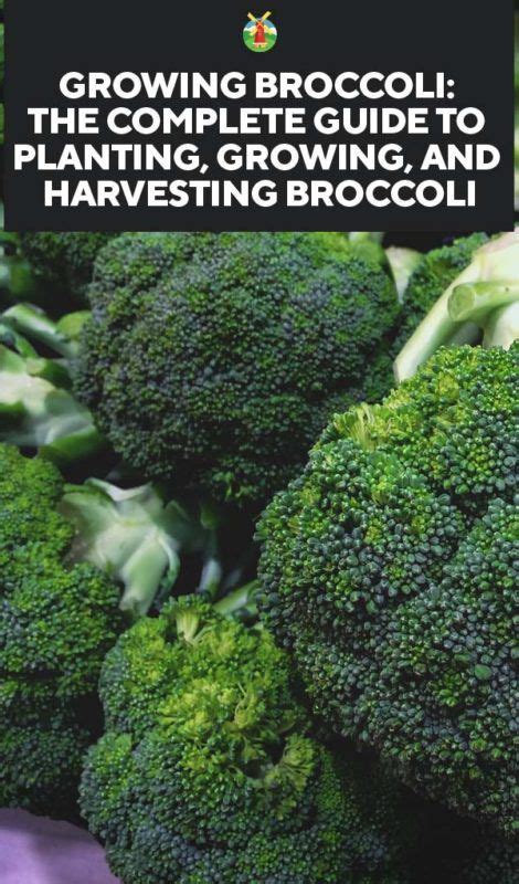 Growing Broccoli The Complete Guide To Planting Growing And