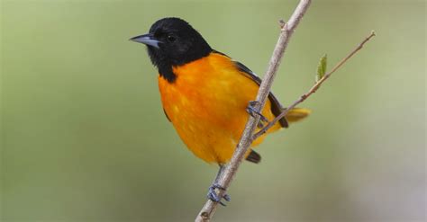 25 Oriole Migration Map 2019 Maps Online For You
