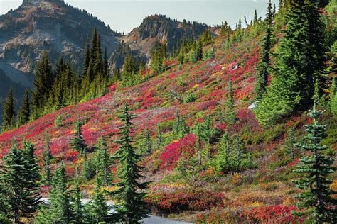 Fall Color On Hillside 1 Photograph By Dan Hartford Fine Art America