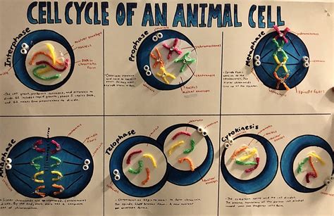 Mitosis Mini Poster Project I Got A 96 On This Use For Reference Biology Projects Cells