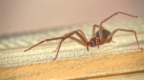 Brown Recluse Spiders 4 Things To Know As The Dangerous Pests Become