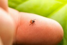 Tick Bites: Learn the Signs, Symptoms and Treatment