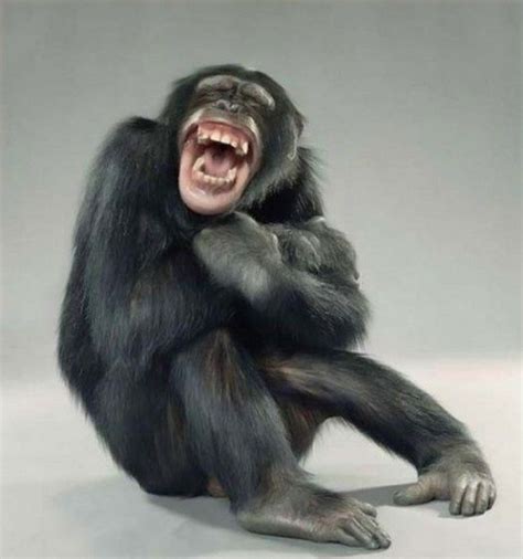 Chimpanzee Kathleenchurch Animais Estranhos Macacos Engraçados