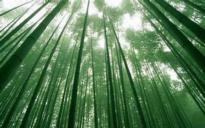 Bamboo Wallpapers Desktop
