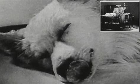 Ussr Video Shows Scientists Bringing Dead Dog To Life Daily Mail Online