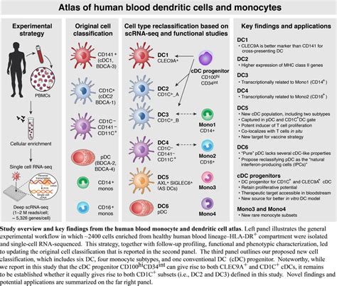 Atlas Of Human Blood Dendritic Cells And Monocytes Single Cell Portal