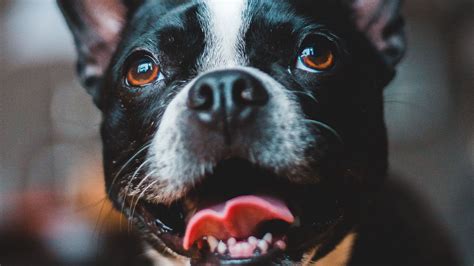 Download Wallpaper 2560x1440 Dog Protruding Tongue Funny Cute