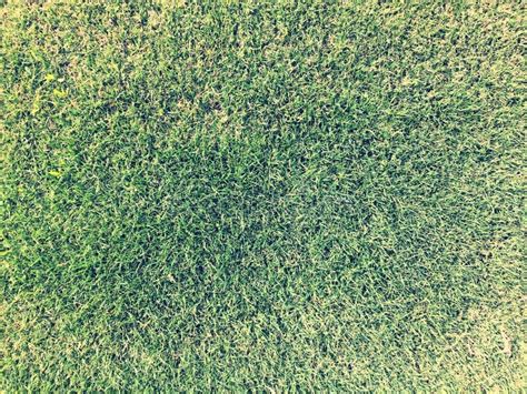 Grass Texture Vintage Effect Stock Image Image Of Nobody Fresh 59506419